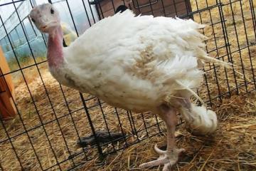 Gertie. Photo credit Vancouverisawesome.com